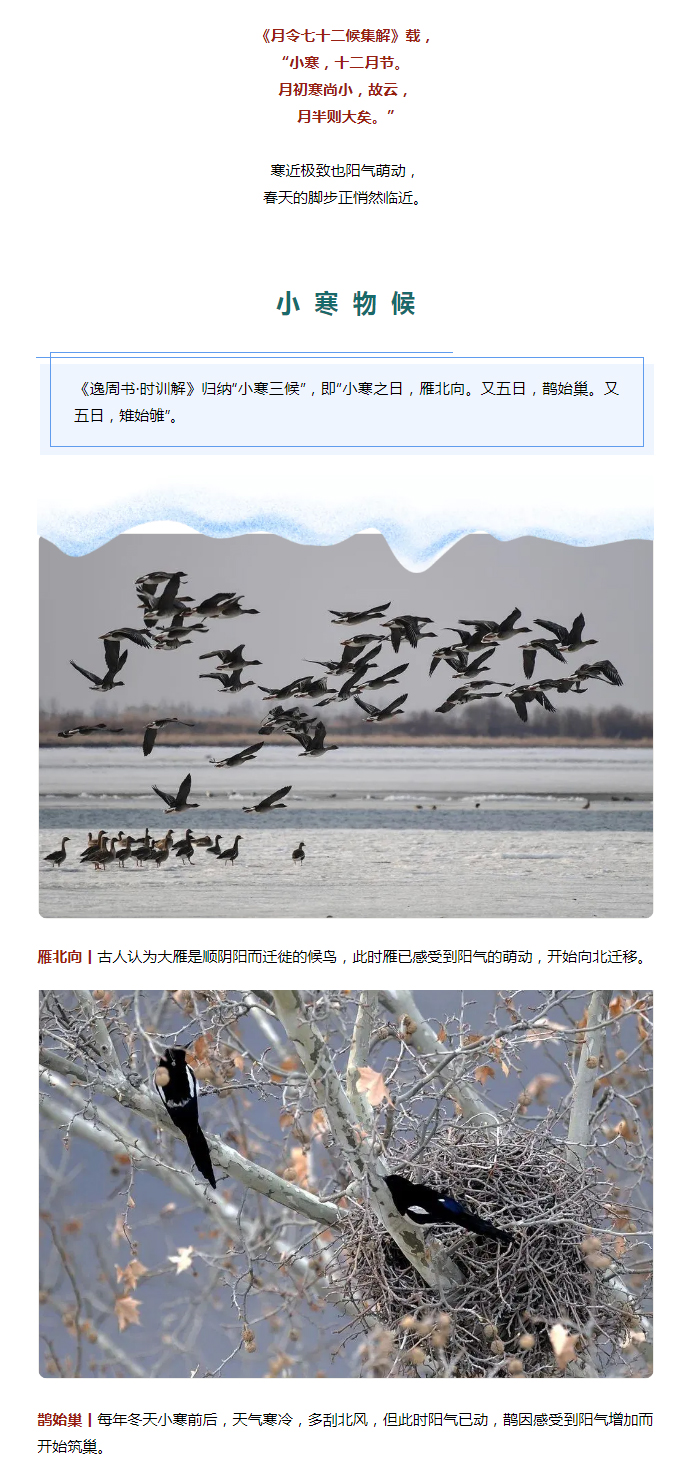 2022年（第2期）：小寒今日至，年味已冒頭_02